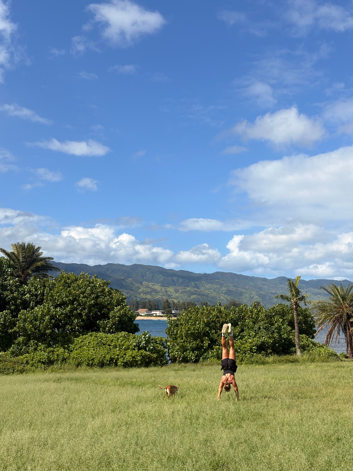 Brittany mid-cartwheel in a grassy field with her dog nearby, palm trees and blue sky behind